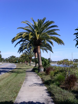 [A straight-on view of the sidewalk with the lake to the right. There are a number of palm trees equally spaced along side the sidewalk on the right side until the sidewalk gets closer to the lake. The trees are equally spaced on the left side of the sidewalk at that point.]